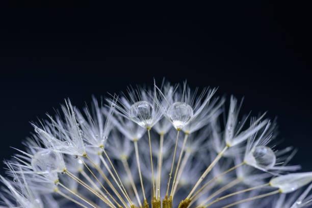 タンポポの花の種子に水を一滴 - dandelion nature water drop ストックフォトと画像