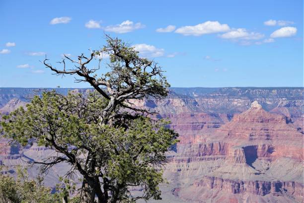 istock Grand Canyon National Park 1050466586