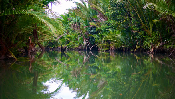 istock Lush Tropical Vegetation from navigating a river in Manusela National Park 1050471520