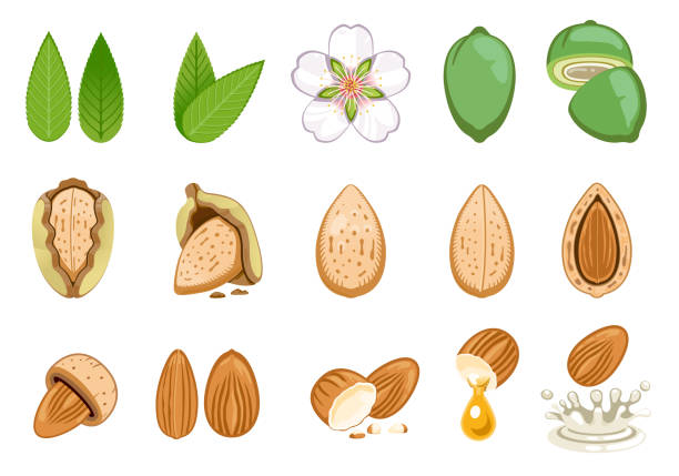 illustrations, cliparts, dessins animés et icônes de développent des graines d’amandes et d’amandes. - dried fruit variation healthy eating snack