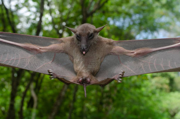 istock bat is mammal and call 