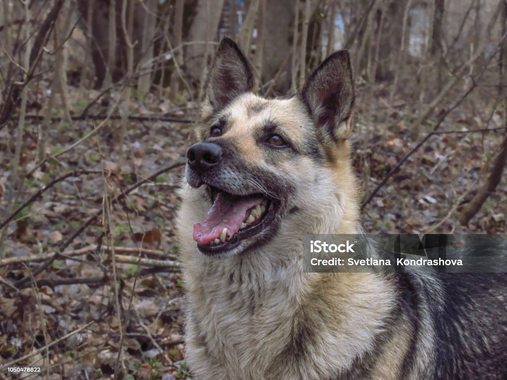 Joyful dog. German Shepherd The dog rejoices Animal Stock Photo