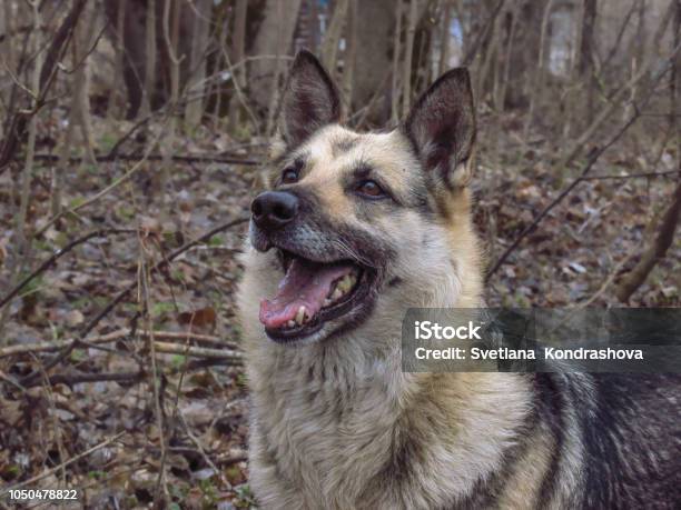 Joyful Dog German Shepherd Stock Photo - Download Image Now - Animal, Animal Body Part, Animal Eye