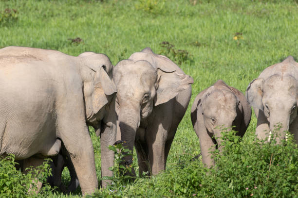 istock Asiatic Elephant is big five animal in asia 1050478848