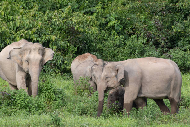istock Asiatic Elephant is big five animal in asia 1050481694