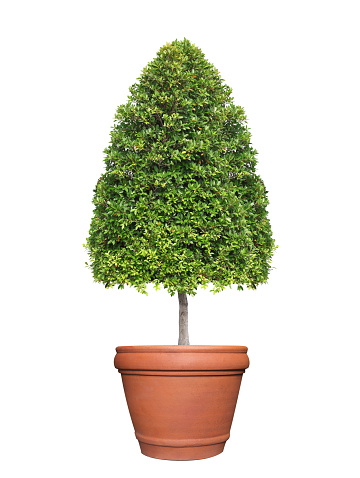 Topiary tree on clay pot isolated on white background for outdoor and garden design