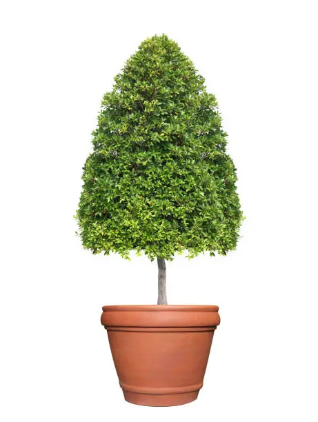 Photo of Symmetric cone shape trim topiary tree on clay pot isolated on white background for outdoor and garden design