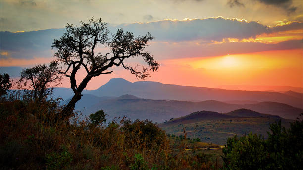 lever du soleil vue sur la savane en afrique du sud - parc national de krüger photos et images de collection