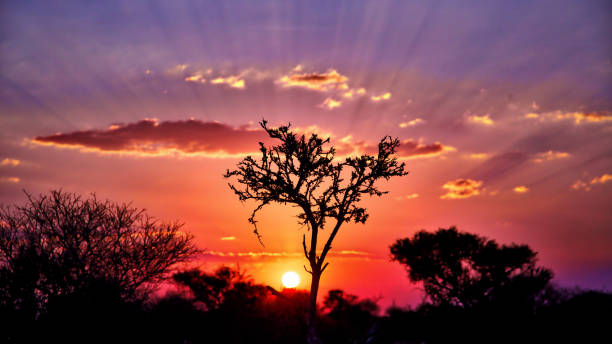 bunte rosa farbenen sunrise in südafrika - kruger national park sunrise south africa africa stock-fotos und bilder