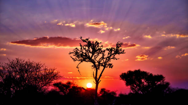남아 프리 카 공화국에 화려한 핑크 hued 일출 - kruger national park sunrise south africa africa 뉴스 사진 이미지