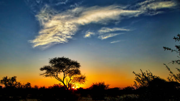 istock Single Tree at Sunset in South Africa 1050485122