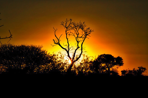Majestic and Beautiful Orange Sunset in South Africa in Kruger Park