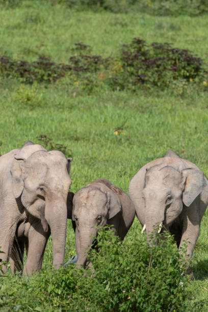 istock Asiatic Elephant is big five animal in asia 1050487752