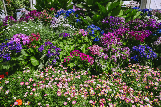 istock colorful flowers on parterre 1050497824