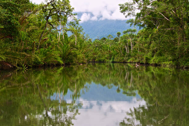 istock Lush Tropical Vegetation from navigating a river in Manusela National Park 1050497846