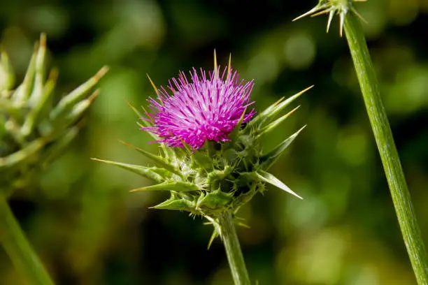The milk thistle is a plant up to 150 centimetres high and occurs mainly in the Mediterranean region.  It has been used as a remedy since ancient times. Initially it was used against snake bites and to stimulate bile flow, but since the Middle Ages it has been used to treat liver diseases.