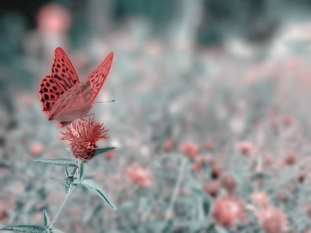 mariposa fritillary de verde oscuro, argynnis aglaja en flor - argynnis fotografías e imágenes de stock