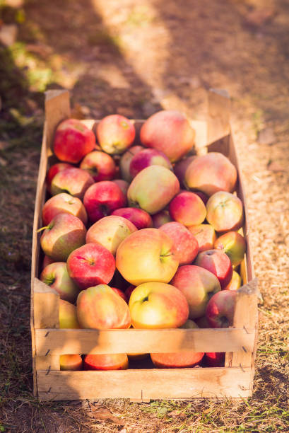 istock Apples in wooden crate background 1050505826