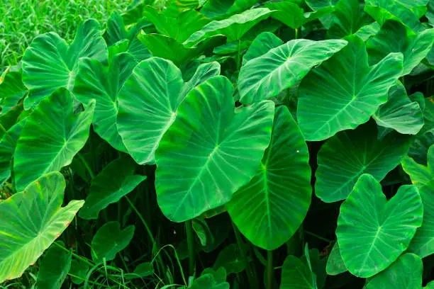 Photo of Big green leafy albino like elephant's ear.Taro.Giant Taro, Alocasia Indica Green bushes, biennial plants, water weeds that occur in the tropics.