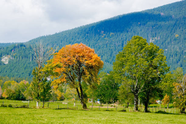 Landscape in Puchberg am Schneeberg