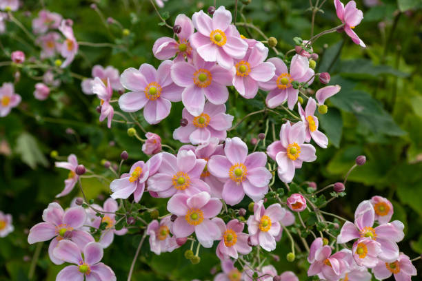 istock Beautiful anemone hupehensis. 1050511254