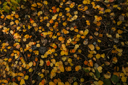 Fall leaves in dark forest floor