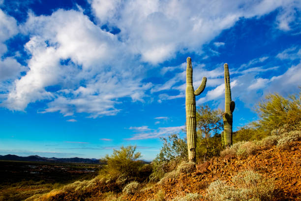 istock Saguaro Cacti against Blue Sky with Clouds 1050516518
