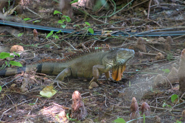 istock large green iguana in the swamp 1050519704