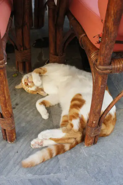 Red-white street cat sleeping on the back between wicker chairs of Corfu cafe