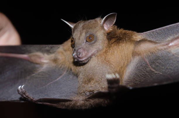 istock bat is mammal and call 