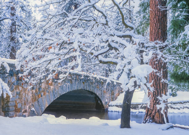 istock Yosemite National Park winter forest (P) 1050537366