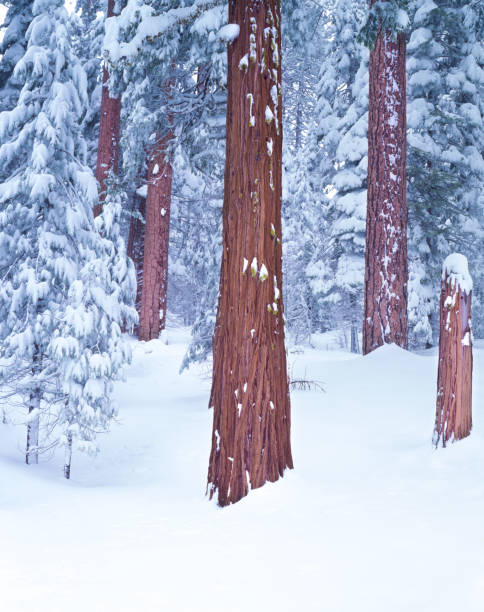 istock Yosemite National Park winter forest 1050539626