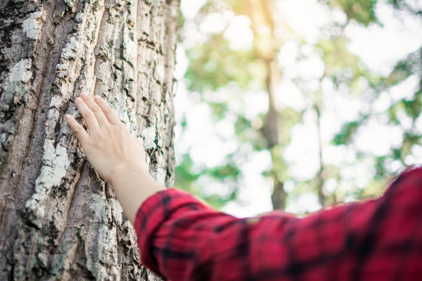 istock Cropped Image Of Hand Touching Tree Trunk 1050539738