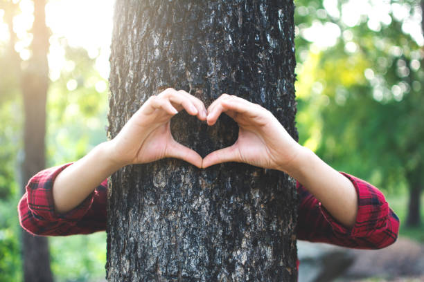 istock Cropped Image Of Hands Making Heart Shape On Tree Trunk 1050539748
