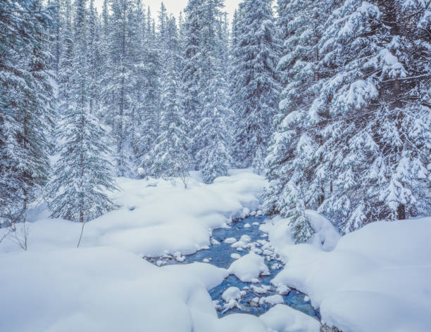 istock Yosemite National Park winter forest and Merced River, CA 1050539810