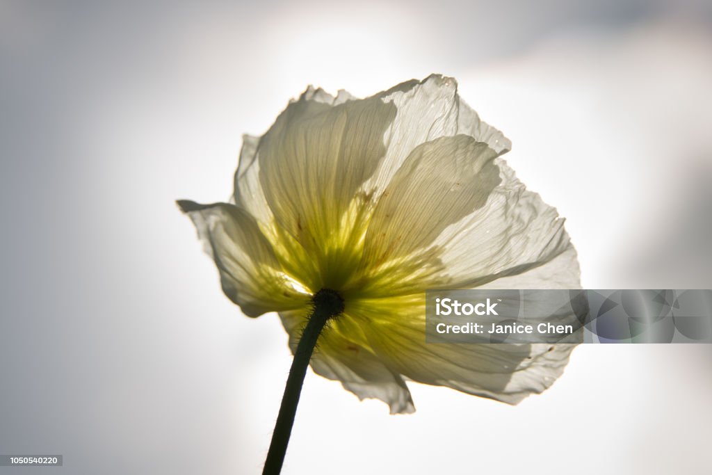 White Poppy in Blossom Albert Park Stock Photo