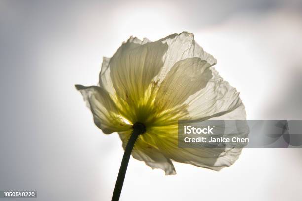 White Poppy In Blossom Stock Photo - Download Image Now - Albert Park, Auckland, Back Lit