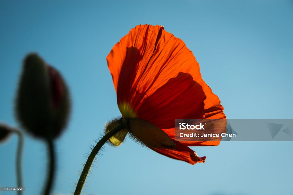 Beautiful Red Poppy Bathed in the Sun Albert Park Stock Photo