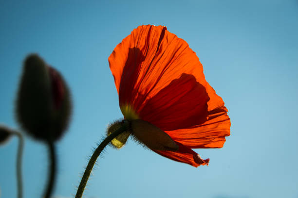 Beautiful Red Poppy Bathed in the Sun Beautiful Red Poppy Bathed in the Sun albert park stock pictures, royalty-free photos & images