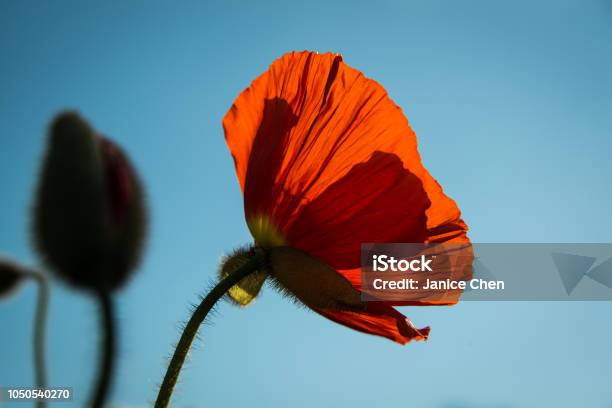 Beautiful Red Poppy Bathed In The Sun Stock Photo - Download Image Now - Albert Park, Auckland, Back Lit