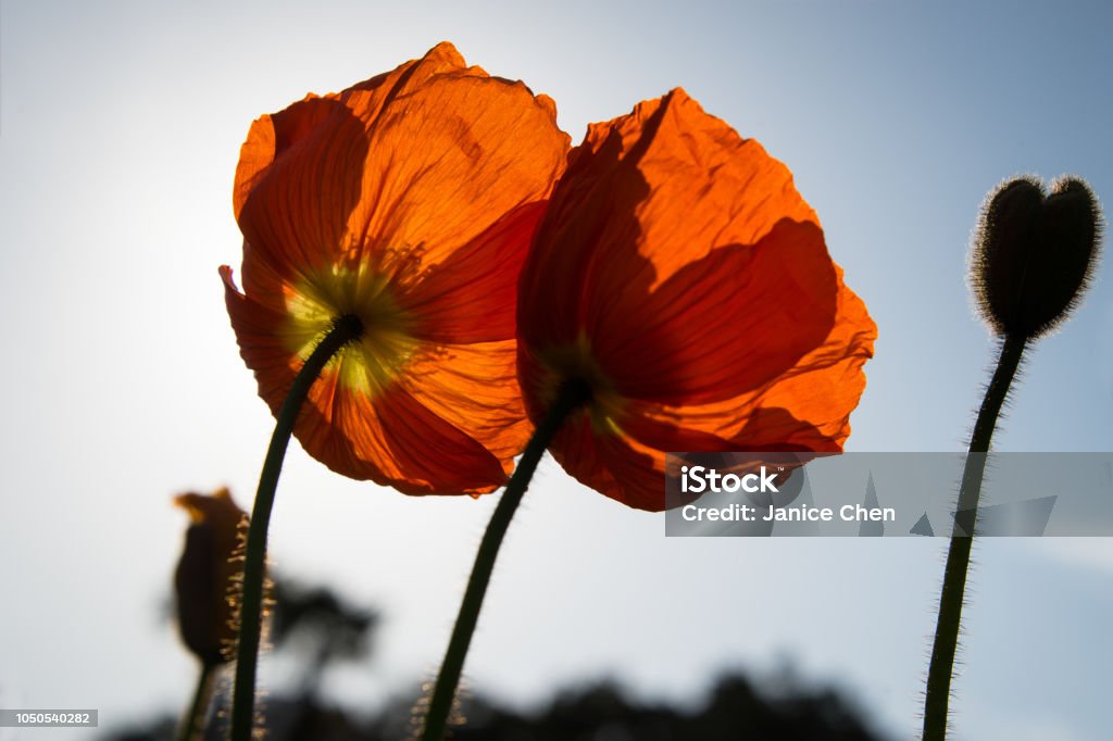 Red Poppies in Blossom Albert Park Stock Photo