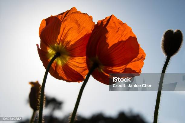 Red Poppies In Blossom Stock Photo - Download Image Now - Albert Park, Auckland, Back Lit