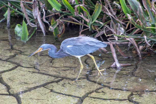 Photo of heron in a swamp of florida