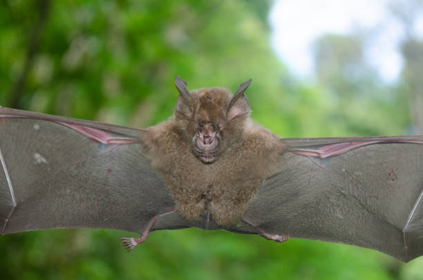 istock bat is mammal and call 