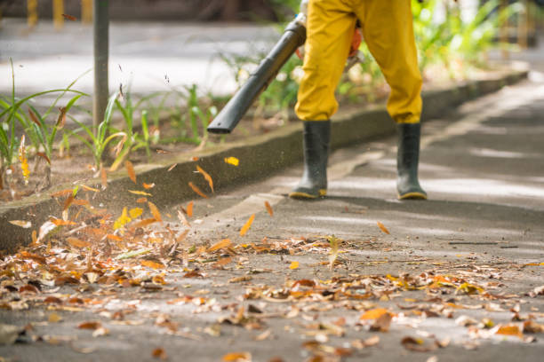 Clearing of pavement from autumn leaves