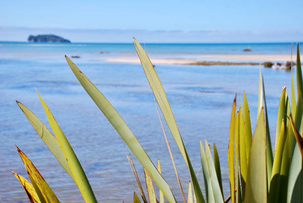 istock New Zealand Flax with distant Seascape 1050551356