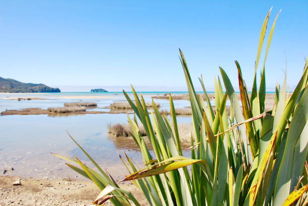 istock New Zealand Flax with distant Seascape 1050553580
