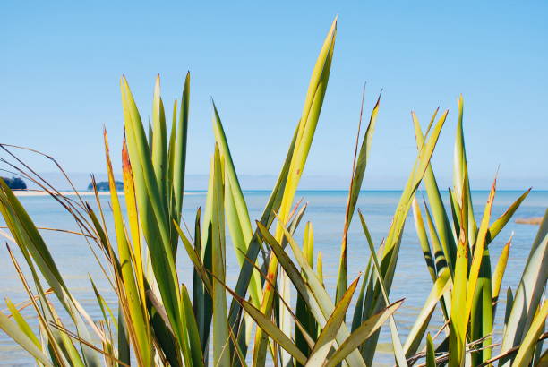 New Zealand Native Flax or Harakeke Plant with distant Seascape. This image is taken in Marahau at the entrance to the Abel Tasman National Park in New Zealand's South island.