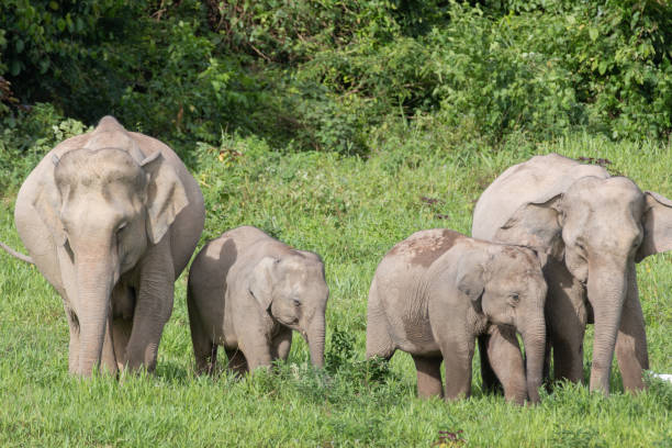istock Asiatic Elephant is big five animal in asia 1050556632