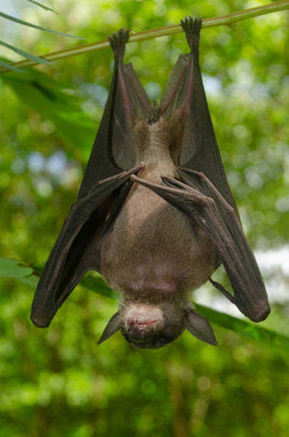 istock bat is mammal and call 